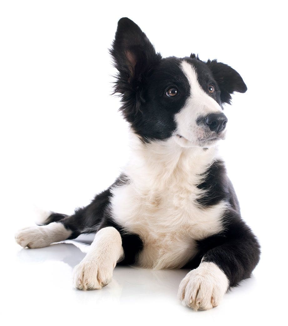 Young Dog with its Ear Up