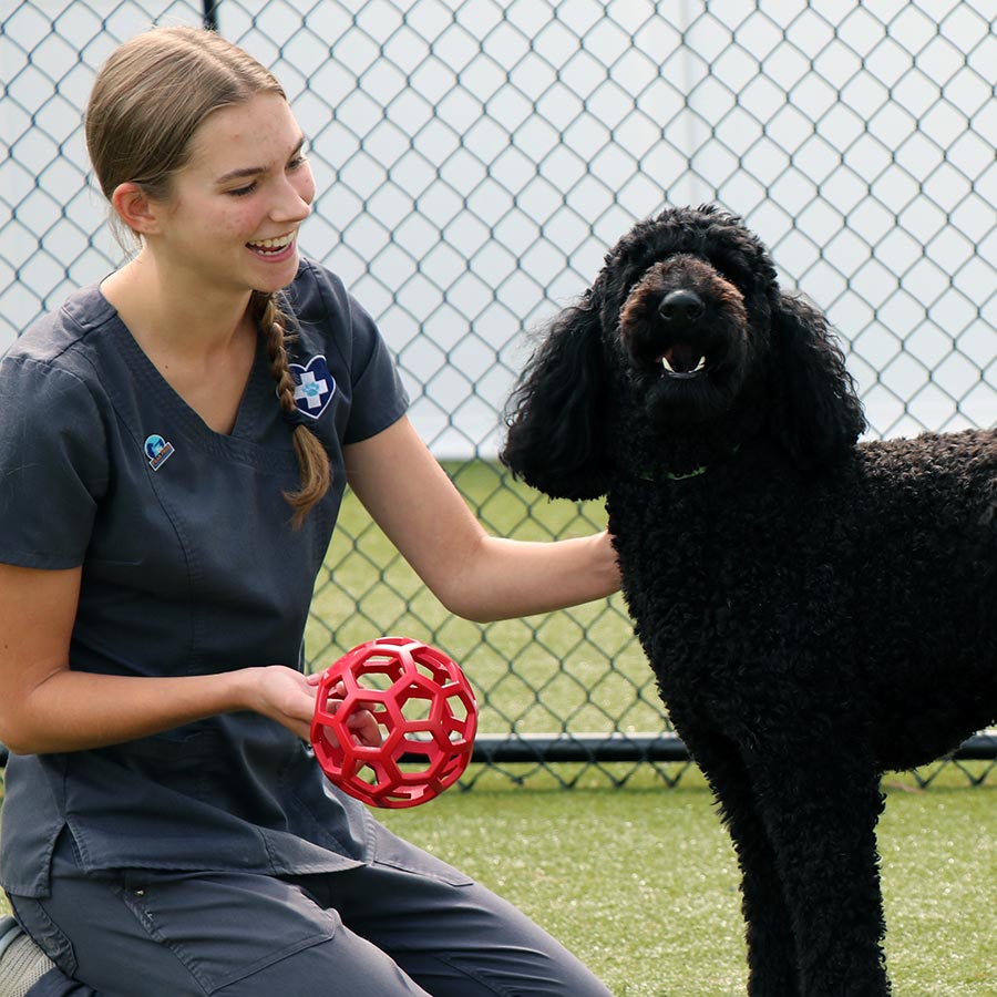Playing with dog