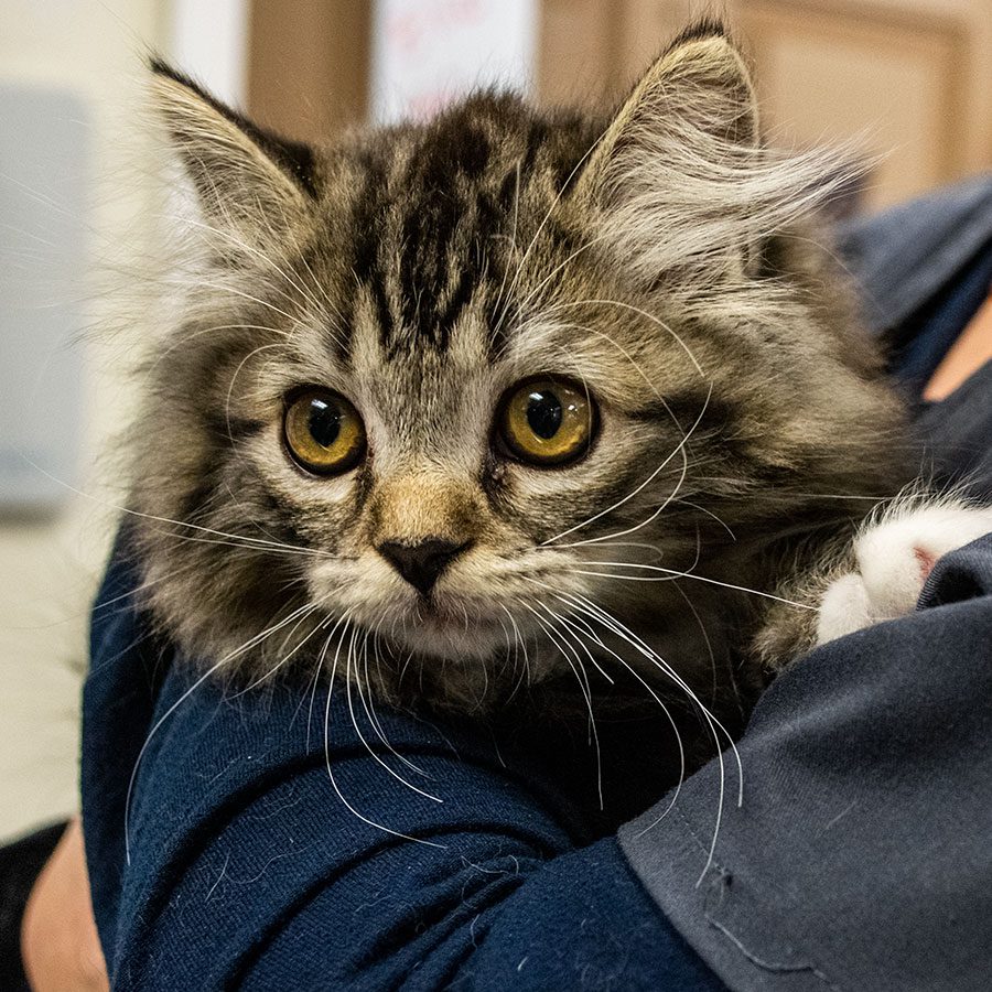 close up of fluffy striped brown cat with amber eyes close up of fluffy striped brown cat with amber eyes