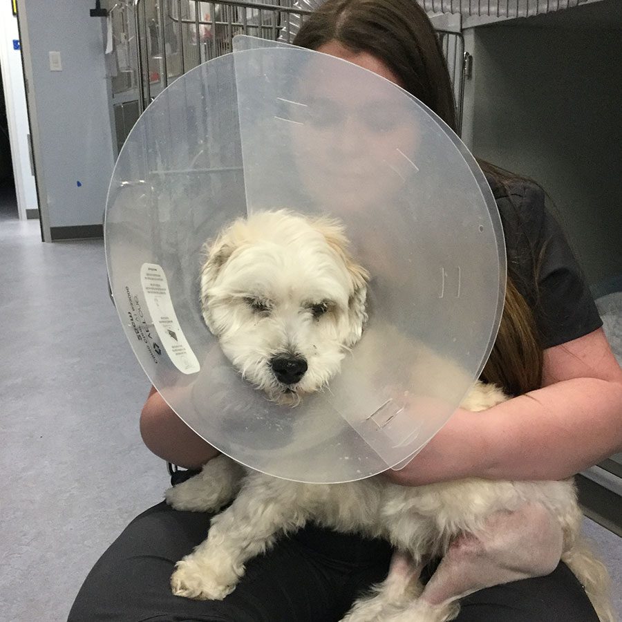 female staff member holding fluffy white dog wearing a cone