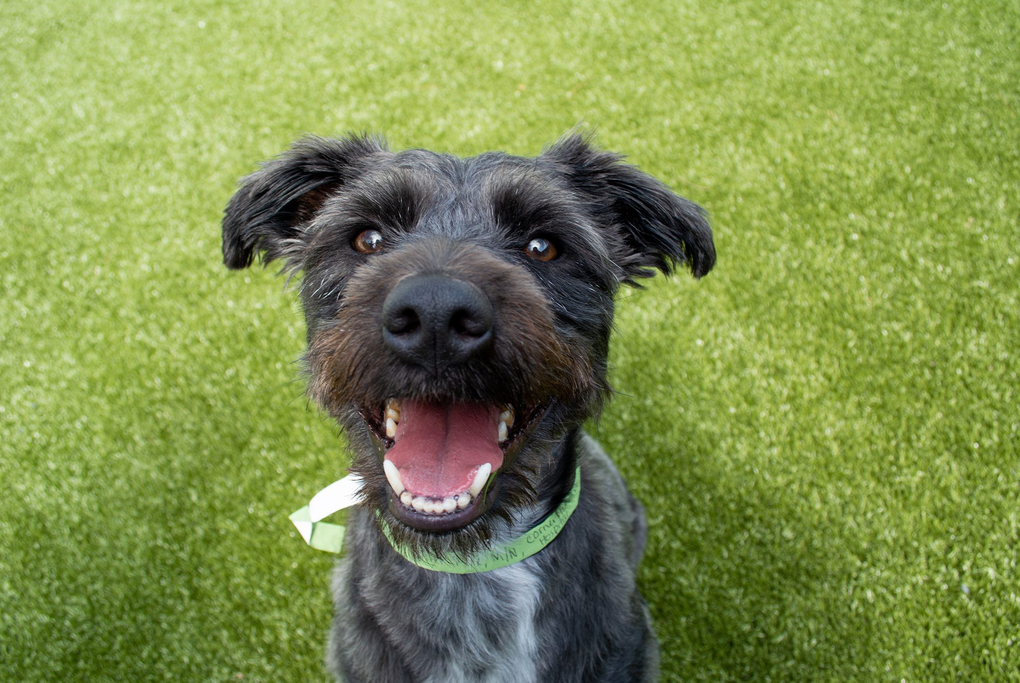 happy black dog outside happy black dog outside