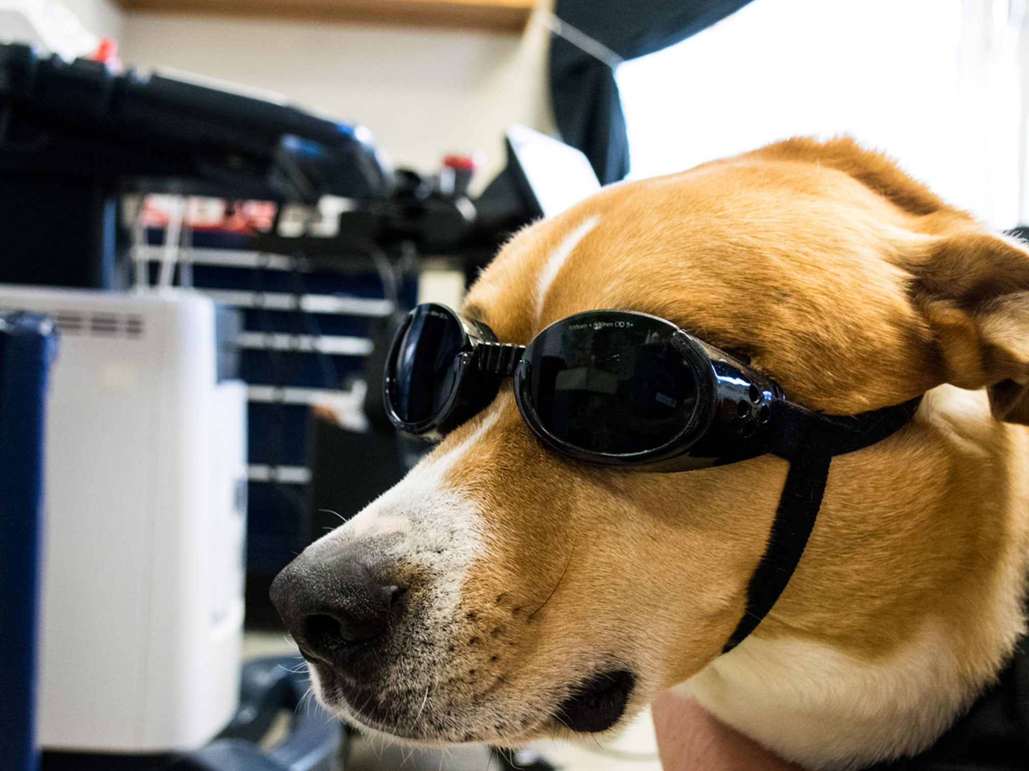dog wearing laser therapy sunglasses dog wearing laser therapy sunglasses