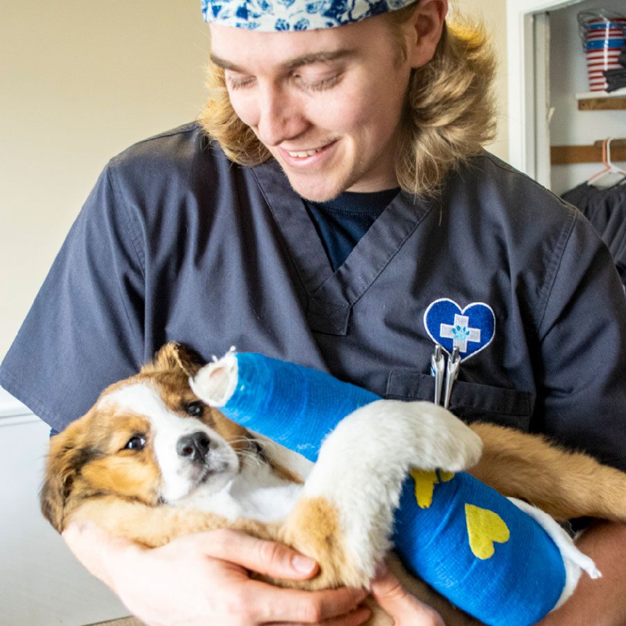 male staff member holding dog with bandaged leg male staff member holding dog with bandaged leg