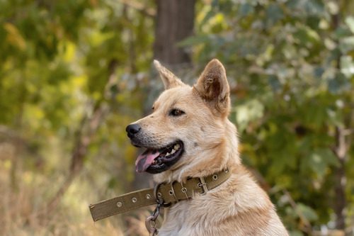 tan-dog-with-a-black-spotted-tongue-wearing-a-green-collar-in-the-woods