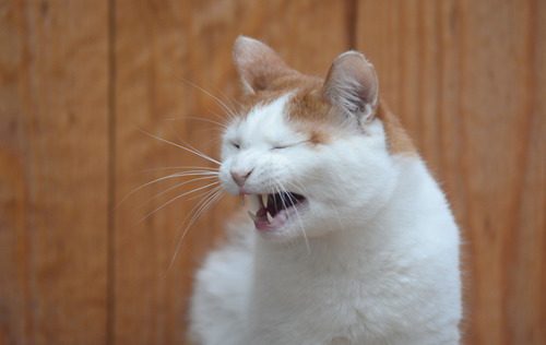 white-and-orange-cat-reverse-sneezing