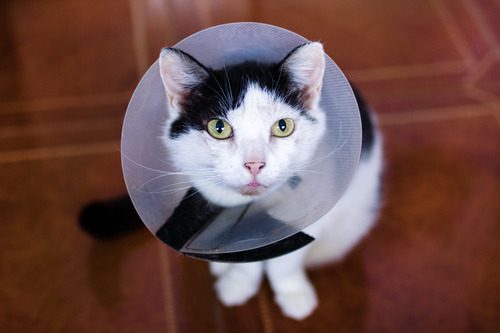 black-and-white-cat-sitting-on-the-floor-wearing-a-plastic-protective-cone