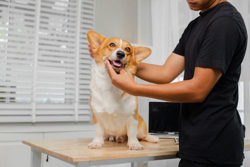 male-vet-examining-corgi-dog's-teeth-at-clinic
