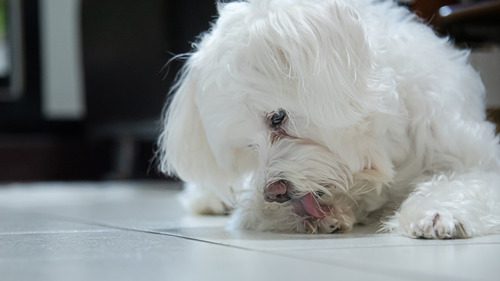 small-white-dog-licking-its-paws