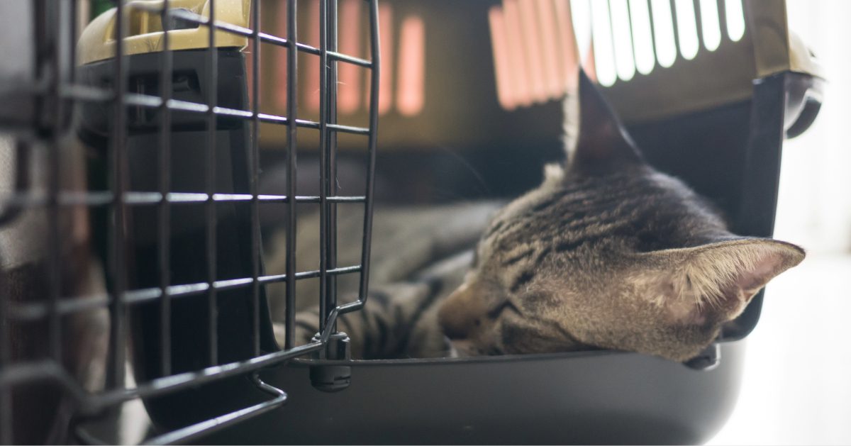 brown mackeral tabby cat laying in carrier sleeping
