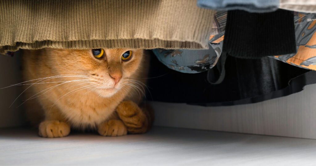 cat hiding under hanging clothes in closet