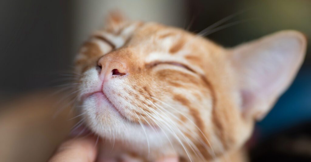 happy red tabby being scratched under chin