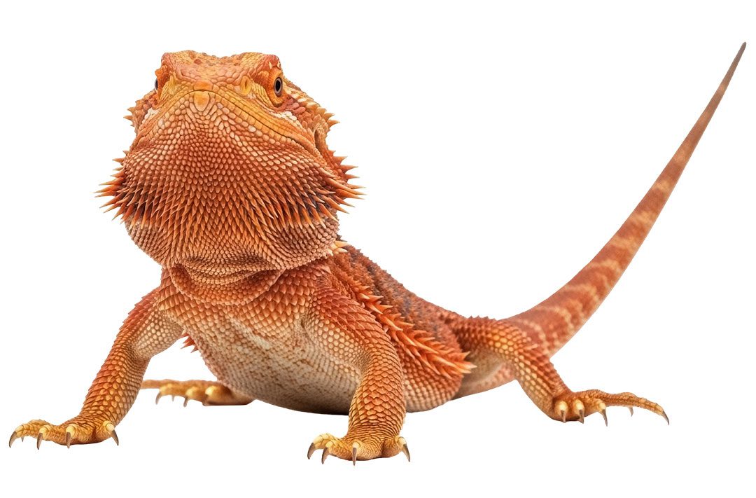 bearded dragon with spiky scales on transparent background