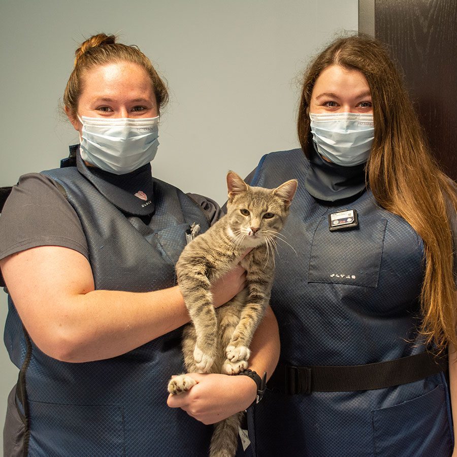 female technicians wearing protective x-ray smock and holding striped brown cat female technicians wearing protective x-ray smock and holding striped brown cat