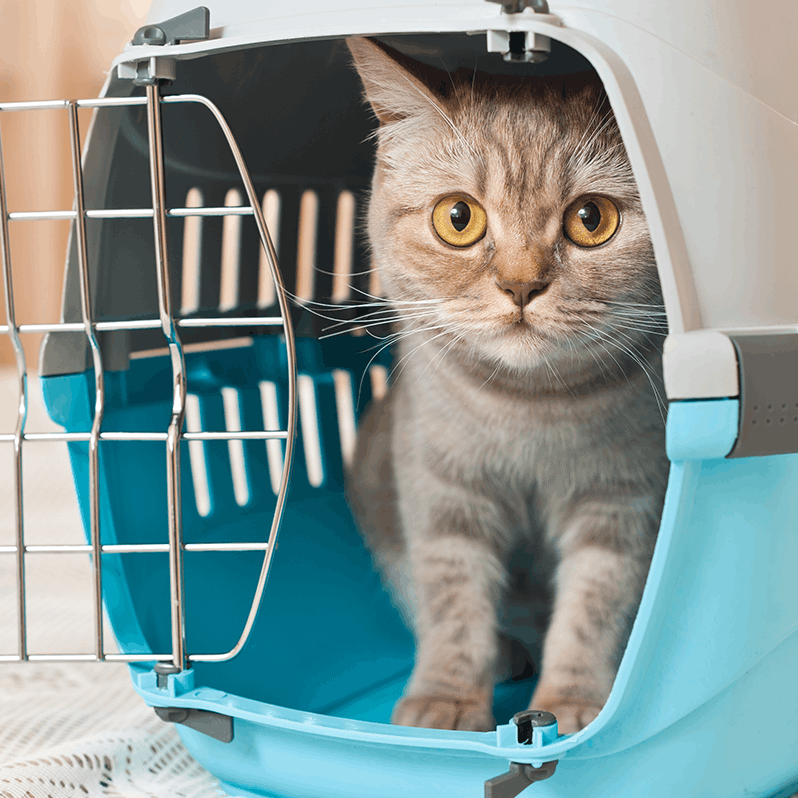cat-in-carrier