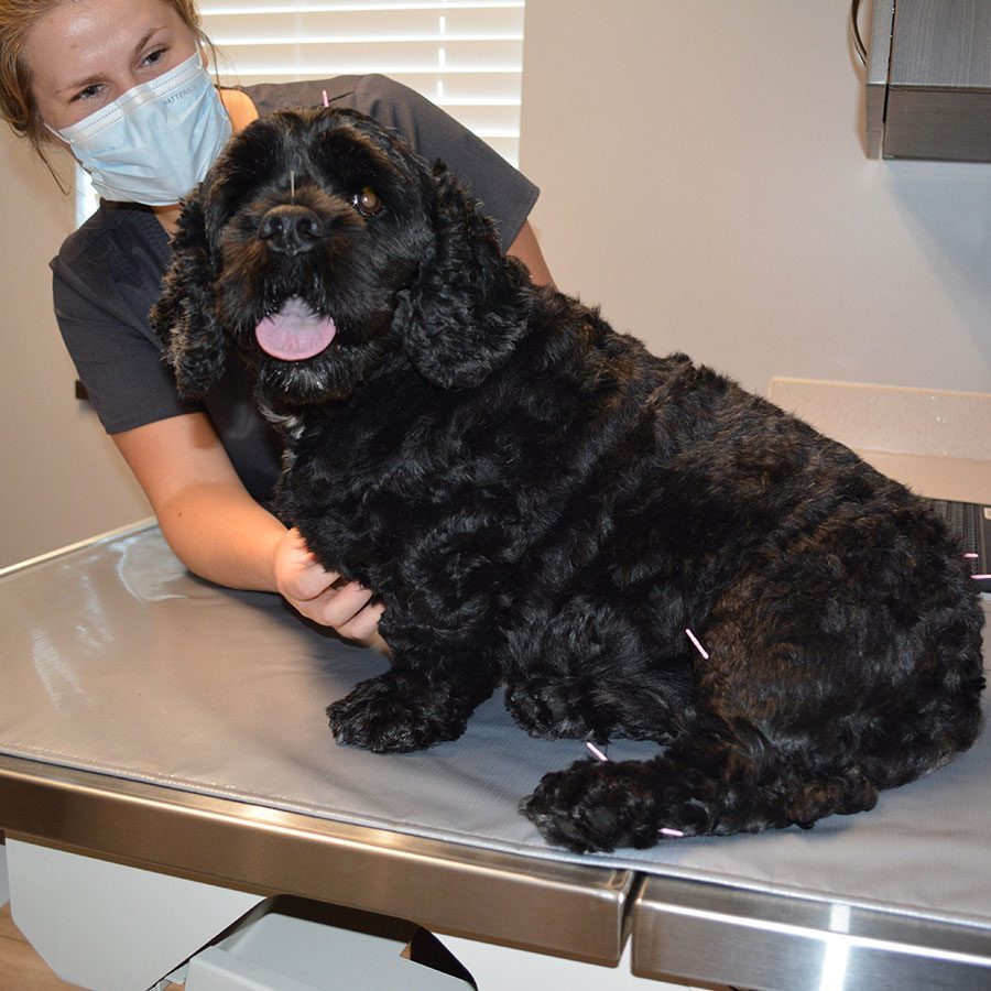 happy black dog during acupuncture session happy black dog during acupuncture session