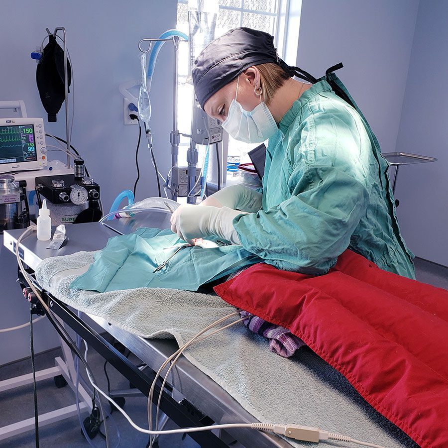 female veterinarian performing surgery in operating room female veterinarian performing surgery in operating room